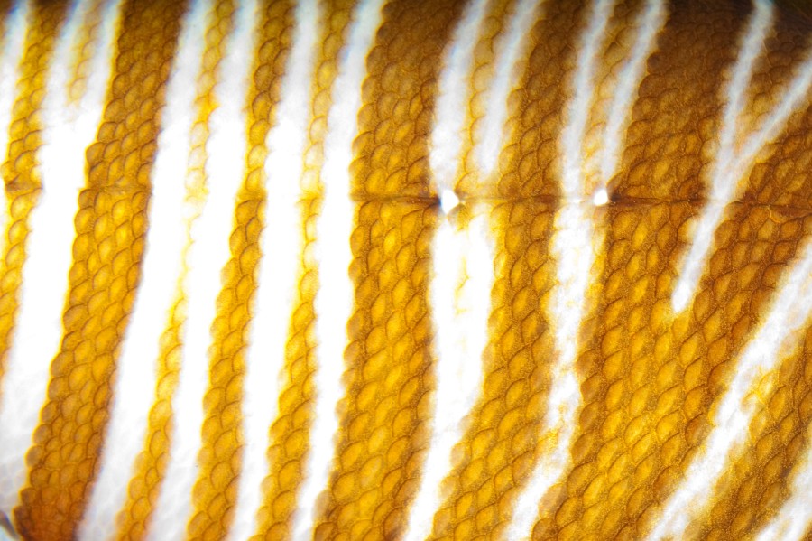 Volitan Lionfish Skin Pattern, Background Texture